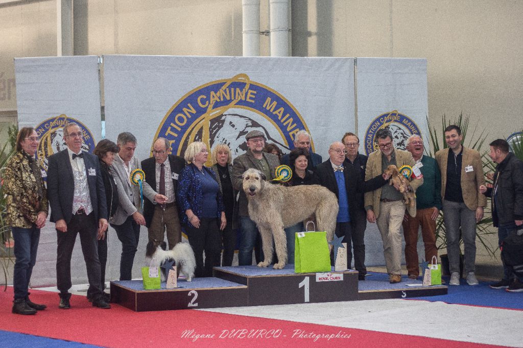 An Telenn Du - Tywin des Elflines de Gaelic : The Best In Show à Chateau-Gontier!