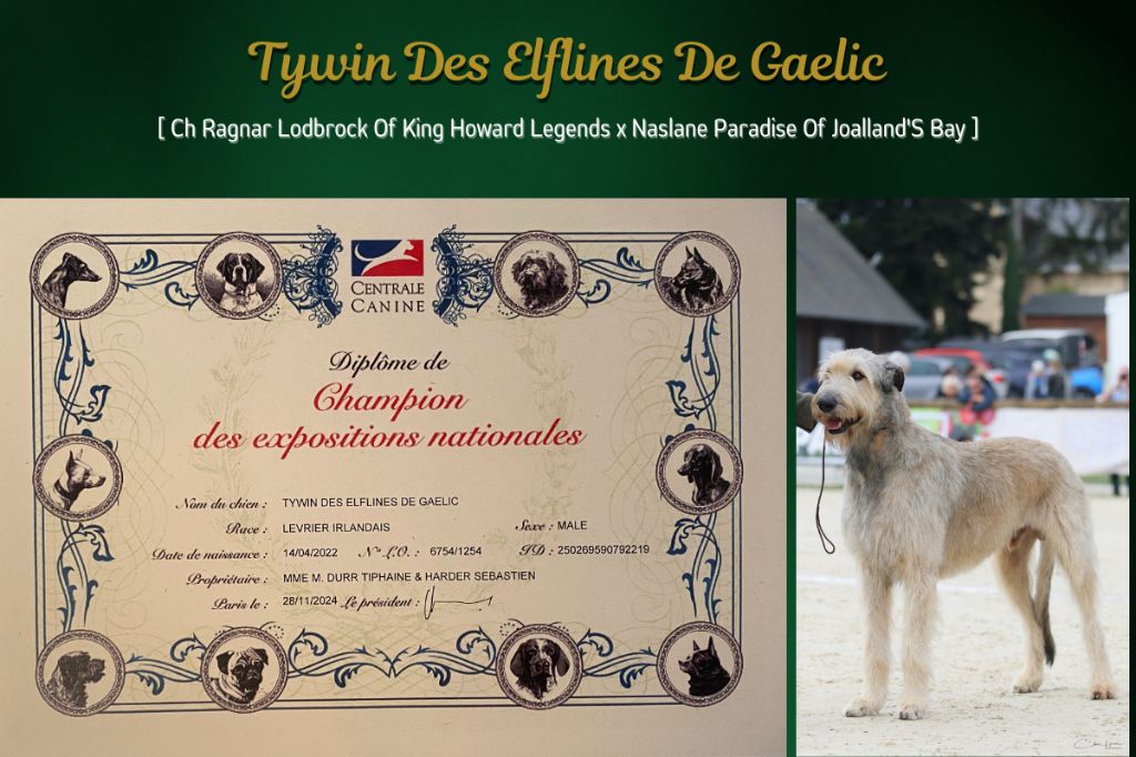 An Telenn Du - Tywin des Elflines de Gaelic : Champion des Expositions Nationales !