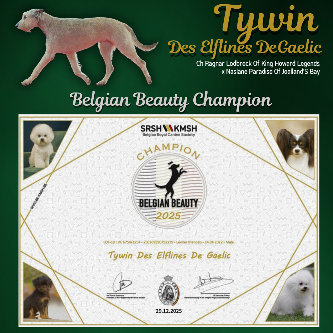 An Telenn Du - Un nouveau titre pour Tywin : Champion Belge de Beauté !