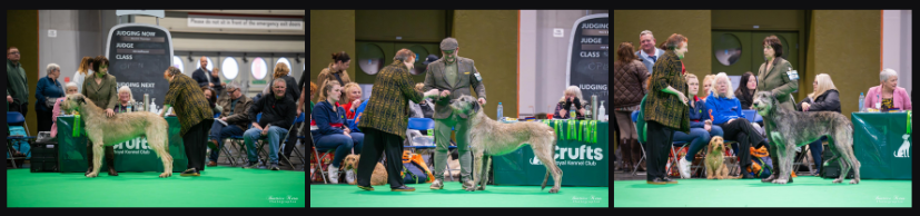 Notre voyage à Birmingham - CRUFTS