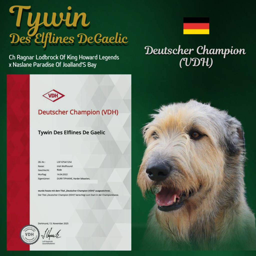 An Telenn Du - Tywin des Elflines de Gaelic Champion d'Allemagne ! 