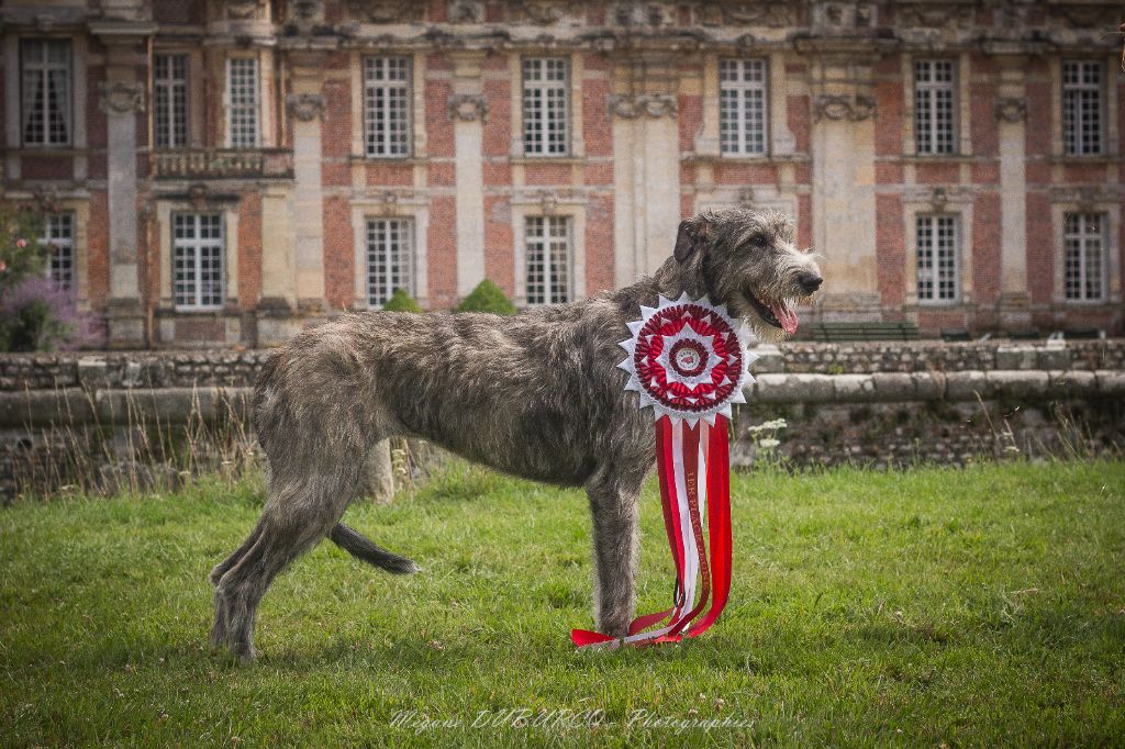 Velvet Paw An Telenn Du : BEST IN SHOW Jeune à Miromesnil ! 