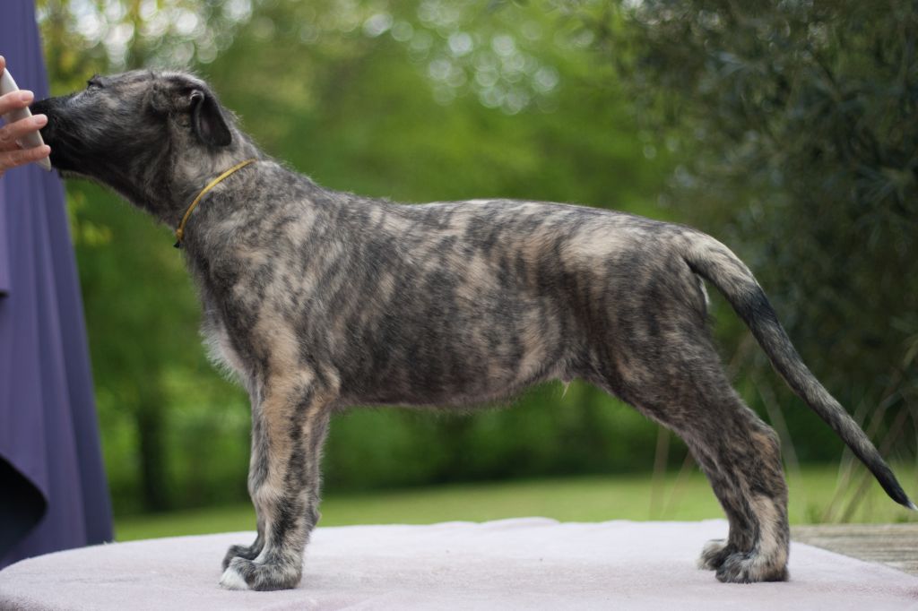 An Telenn Du - Levrier Irlandais - Portée née le 19/02/2024